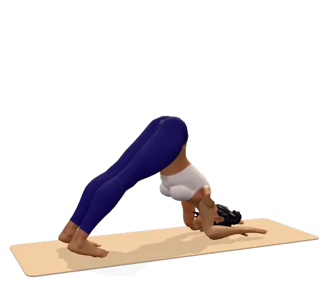 Dolphin Pose
