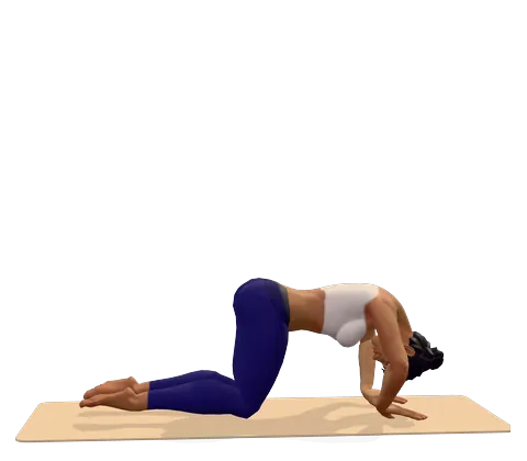 Cat Pose